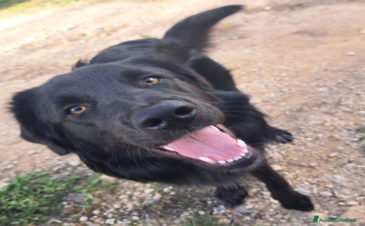 Meticcio cani - Annuncio 14