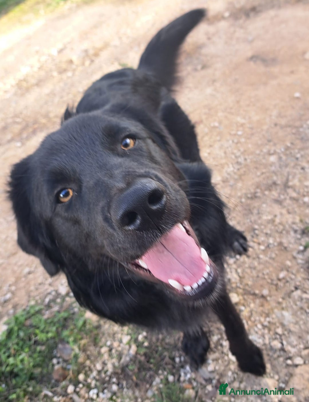 Meticcio cani in regalo: BLACKY MIX BORDER COLLIE  - Annuncio 1