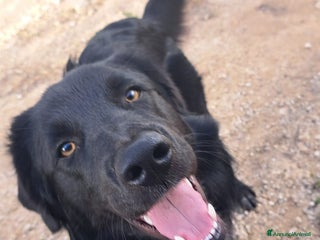 Meticcio cani BLACKY MIX BORDER COLLIE - Annuncio 24