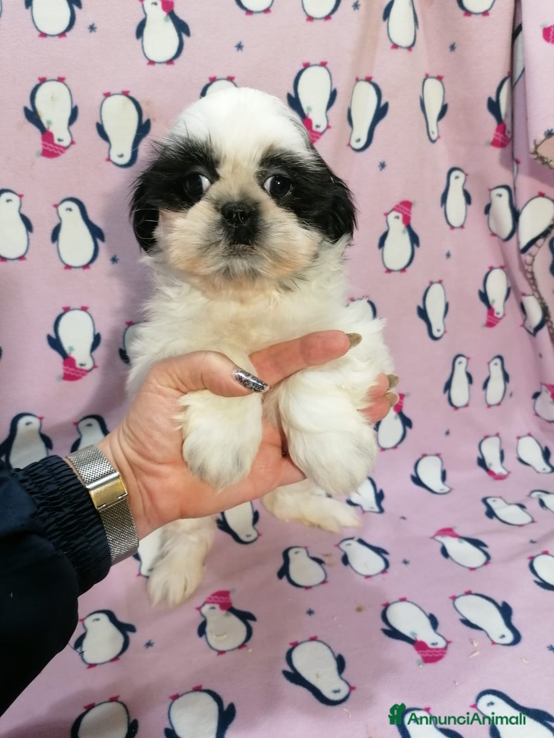Shih Tzu cani in vendita: Shih Tzu imperiale cuccioli - Annuncio 12