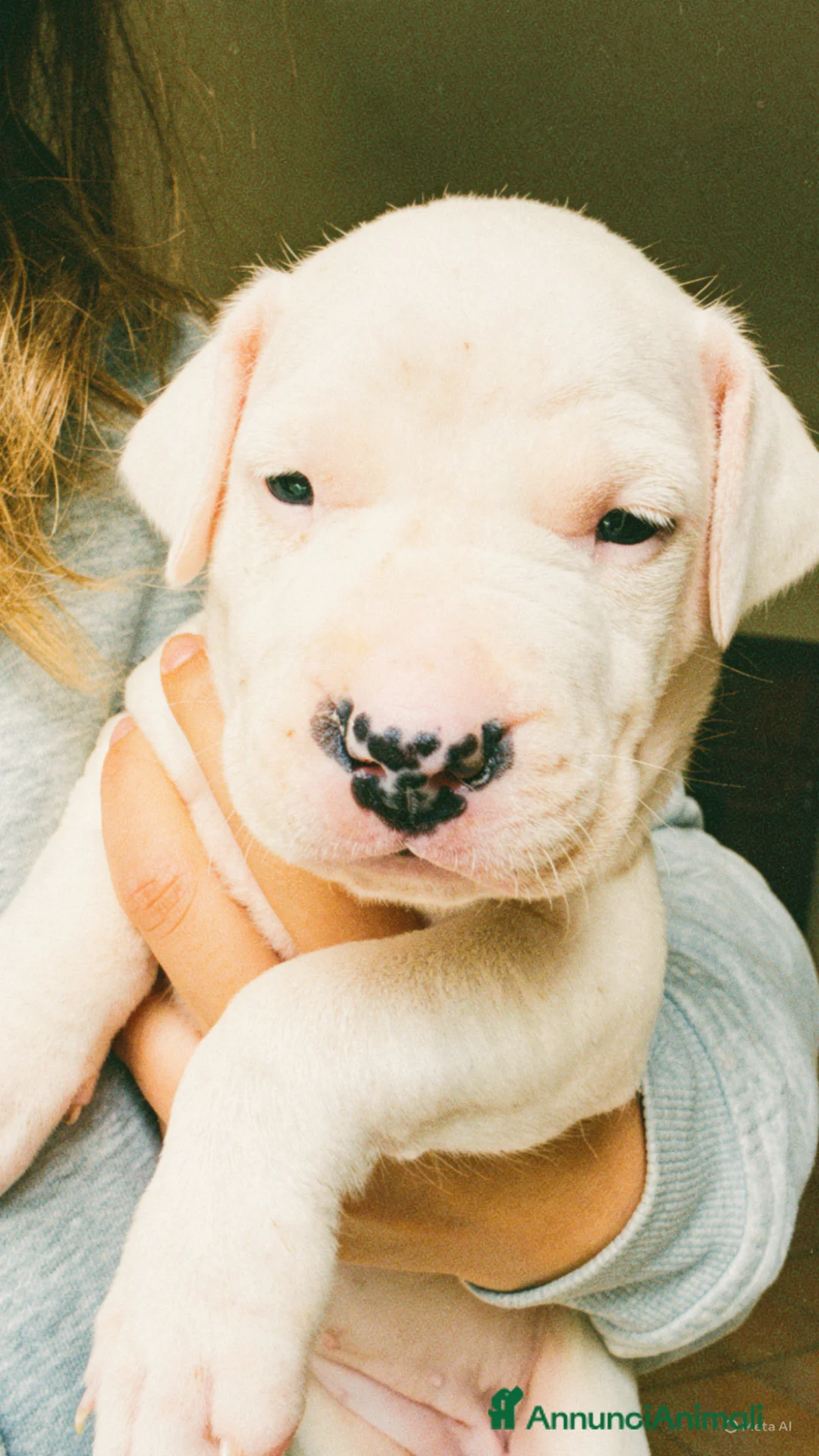 Dogo Argentino cani in vendita: CUCCIOLI DOGO ARGENTINO  - Annuncio 5