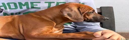 Rhodesian Ridgeback cani in vendita: Cuccioli di razza Rhodesian Ridgeback  - Annuncio 10