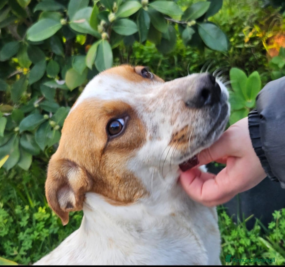 Meticcio cani MIELE ASPETTA UNA MAMMA  - Annuncio 2