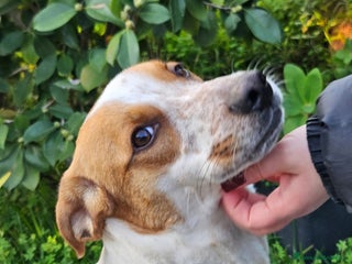 Meticcio cani MIELE ASPETTA UNA MAMMA - Annuncio 1