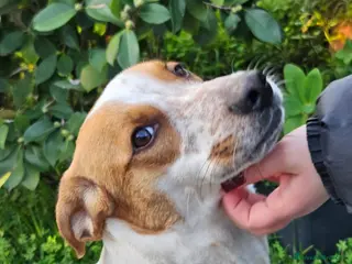 Meticcio cani MIELE ASPETTA UNA MAMMA - Annuncio 11