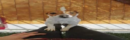 Jack Russell cani in regalo: Adozione Jack Russell maschio adulto  - Annuncio 1