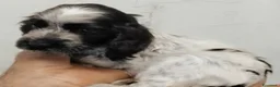 Cocker cani in vendita: Cuccioli Cocker spaniel inglese Blu roano  - Annuncio 9