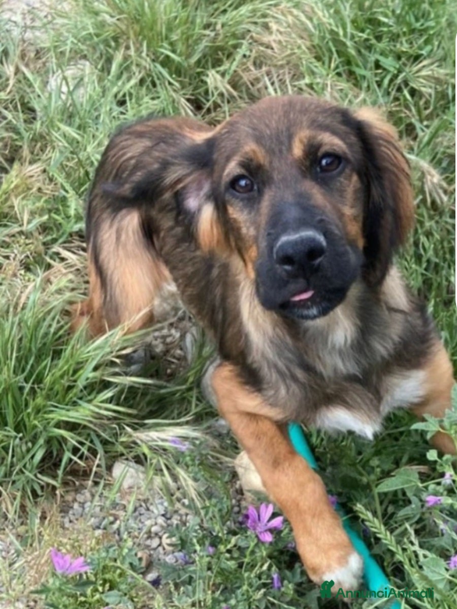 Meticcio cani Aron 2anni(la mamma èSetter)in canile da sempreSUD - Annuncio 33