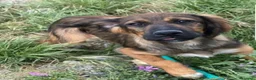 Meticcio cani in regalo: Aron 2anni(la mamma èSetter)in canile da sempreSUD - Annuncio 1