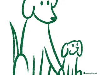 Pastore Svizzero cani in vendita: Cuccioli pastore svizzero in vendita - Annuncio 1