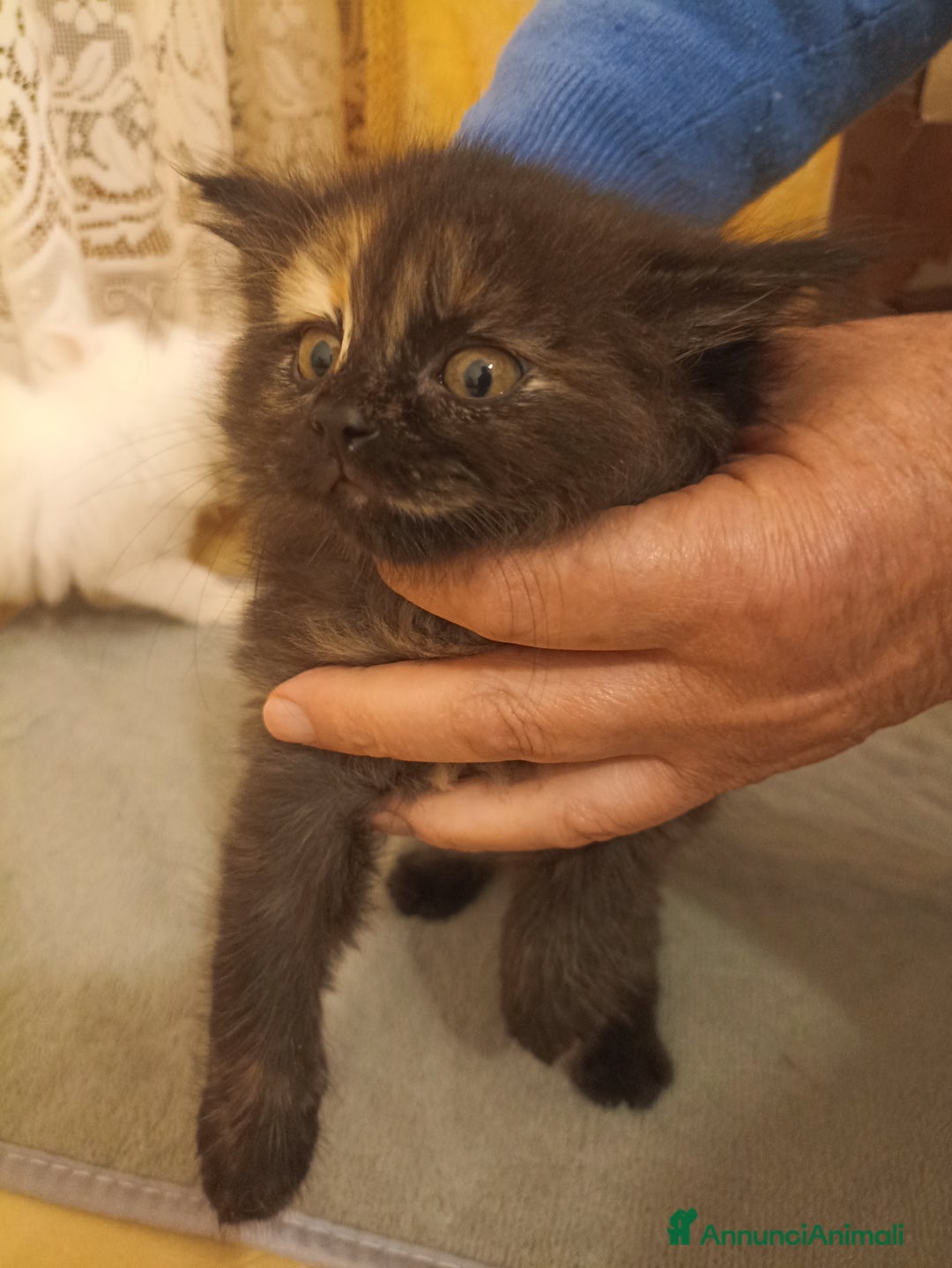 Angora turco gatti in vendita: CUCCIOLATA ANGORA TURCO  - Annuncio 3