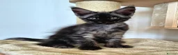 Maine Coon gatti in vendita: Cuccioli MCO di alta genealogia. - Annuncio 21