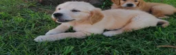 Golden Retriever cani in vendita: Cuccioli di Golden Retriever con Pedegree ENCI  - Annuncio 4