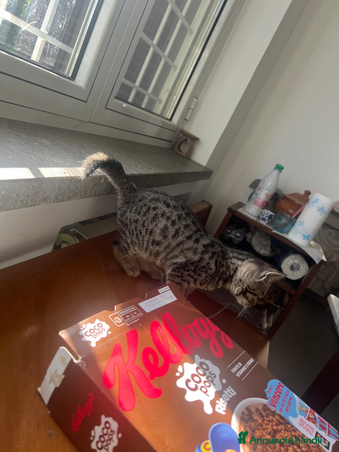 Savannah gatti in vendita: Cucciola di Savannah F5 - Annuncio 4