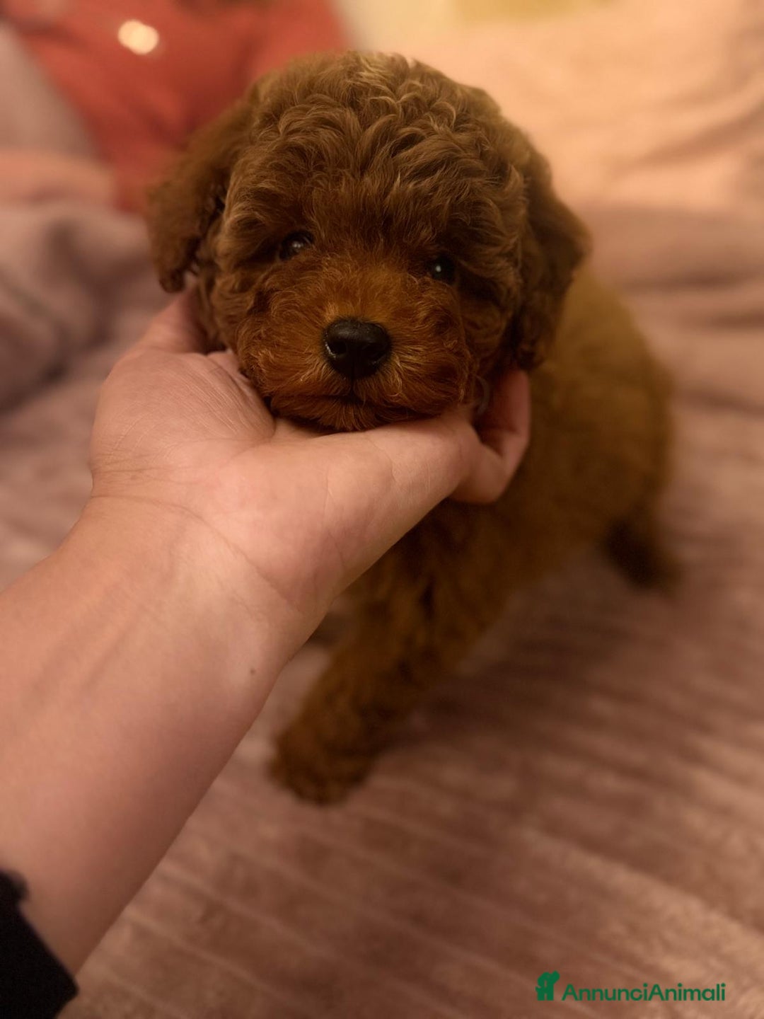 Barboncino Toy cani in vendita: Barboncino Toy  - Annuncio 5