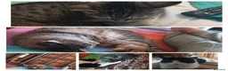 Meticcio gatti in regalo: GATTI ADULTI E GATTINI  - Annuncio 1