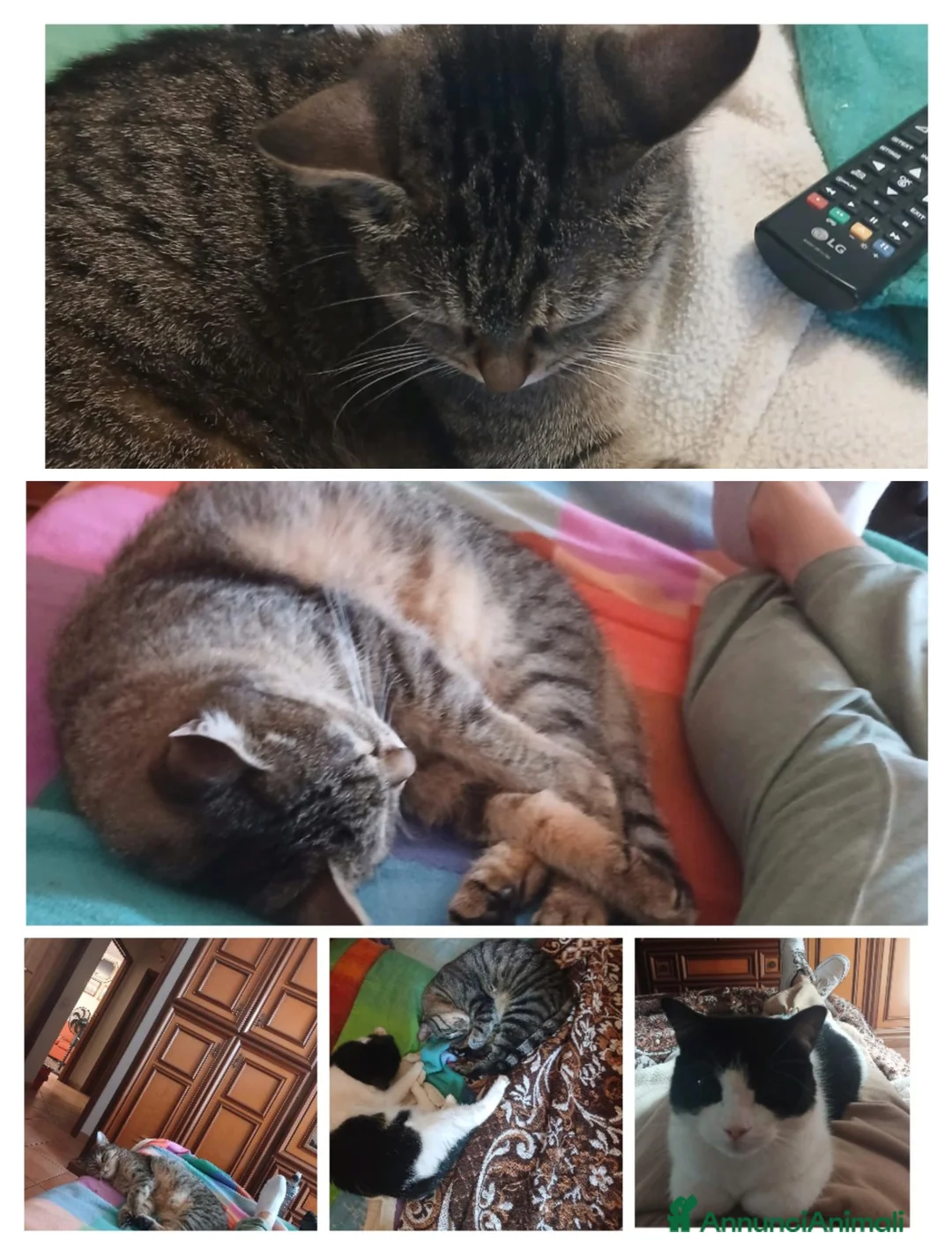 Meticcio gatti in regalo: GATTI ADULTI E GATTINI  - Annuncio 1