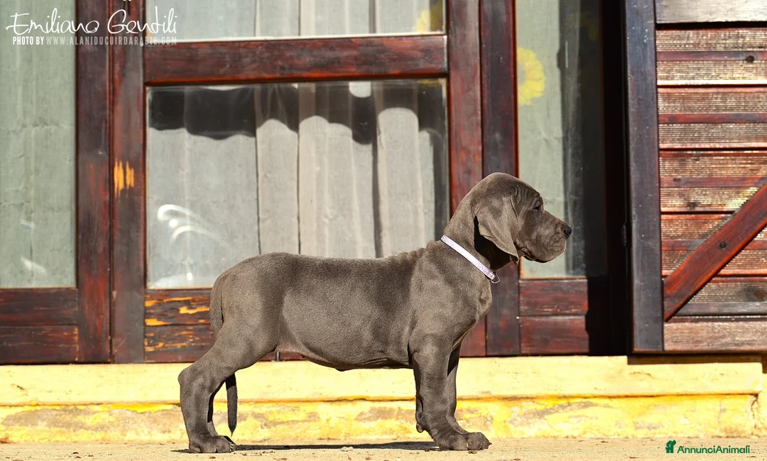 Alano cani in vendita: Cucciola Alano femmina blu - Annuncio 3