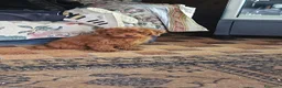 Barboncino cani in vendita: Vendo barboncino nano piccolo - Annuncio 2