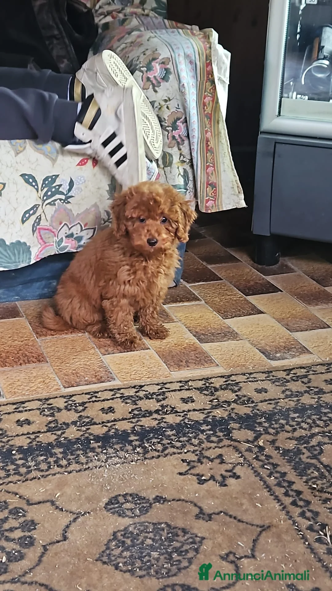Barboncino cani in vendita: Vendo barboncino nano piccolo - Annuncio 2
