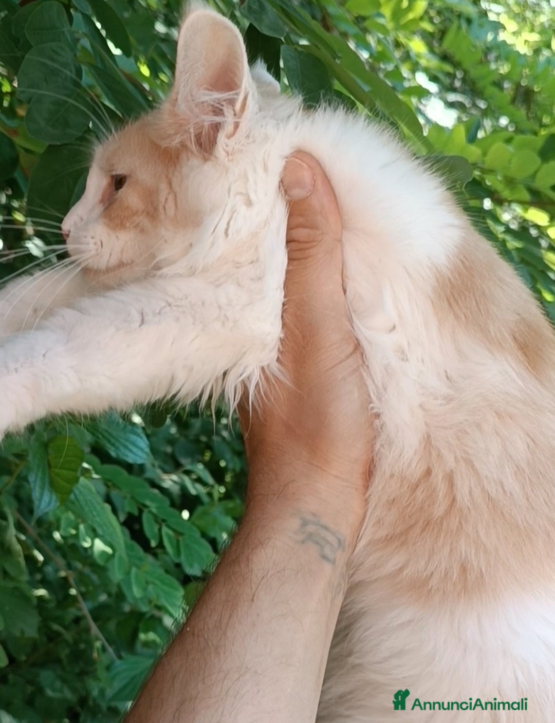 Maine Coon gatti in vendita: Cucciolo Maine Coon pedigree da Campione del mondo - Annuncio 2