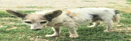 Meticcio cani in regalo: Torquato 12 anni Taglia mini - Annuncio 4