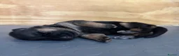 Pastore Tedesco cani in vendita: Cucciola di Pastore Tedesco  - Annuncio 2