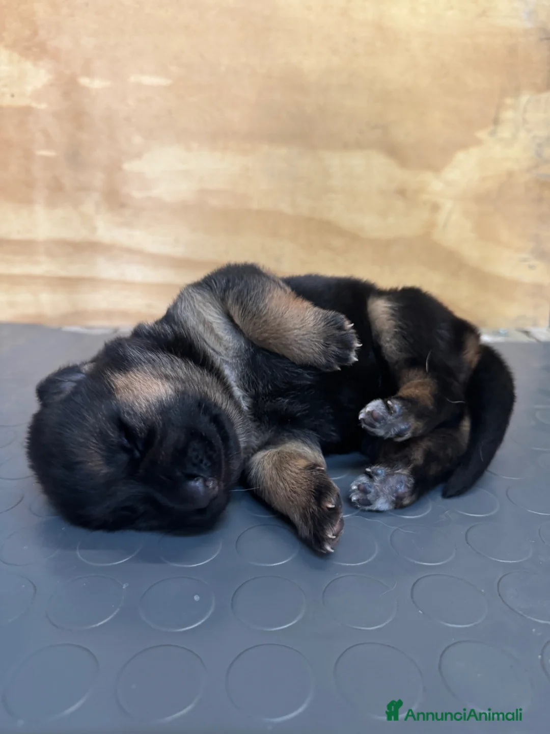 Pastore Tedesco cani in vendita: Cucciola di Pastore Tedesco  - Annuncio 2