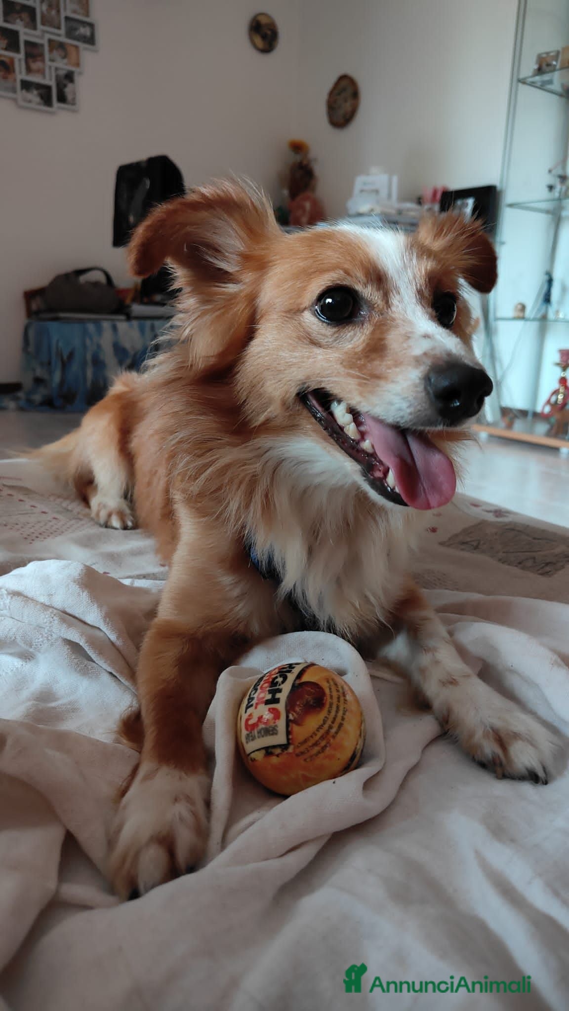 Meticcio cani 2 anni, Dior, 5 chili scarsi  - Annuncio 1