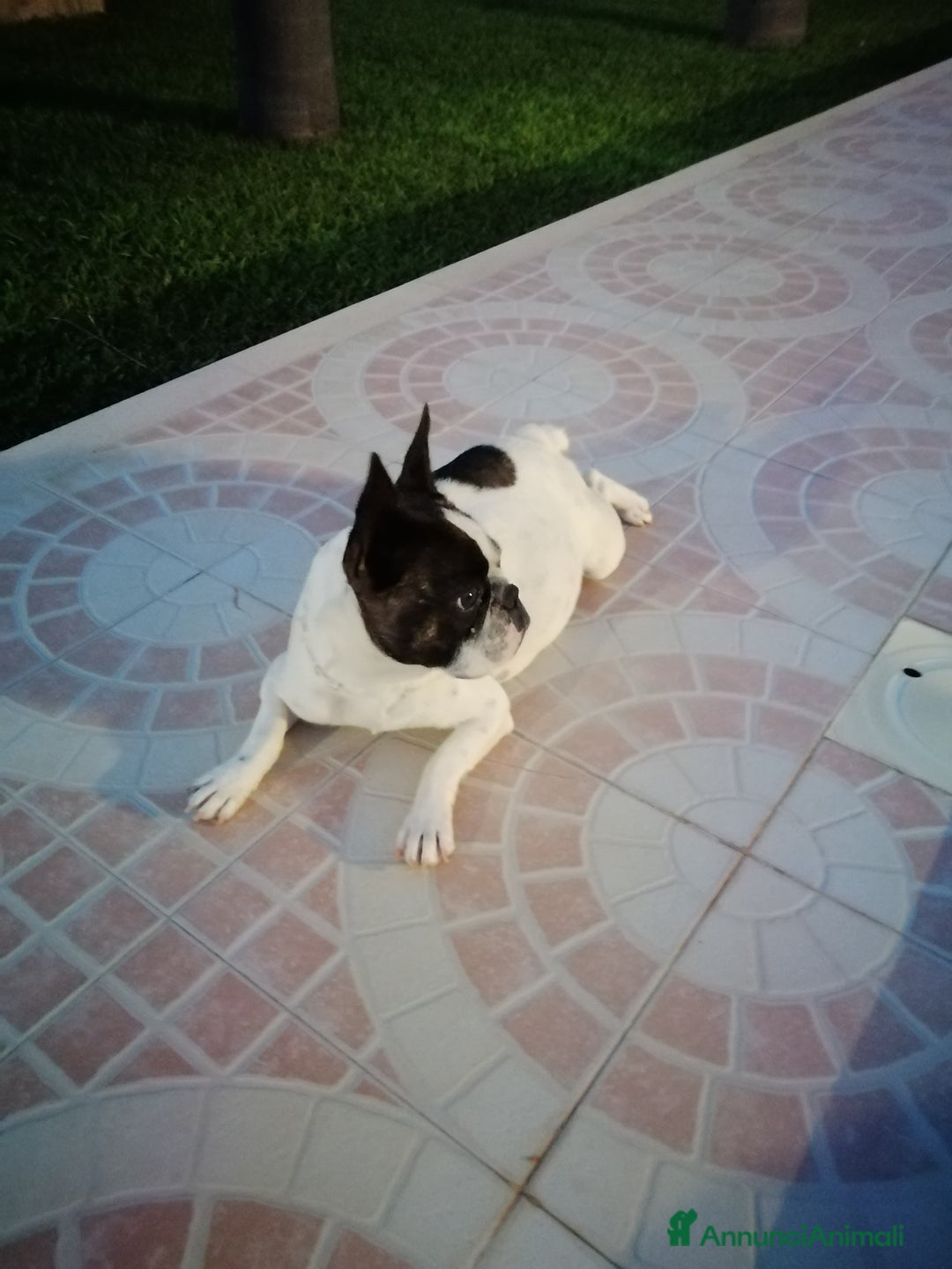 Bulldog Francese cani in vendita: Bulldog Francese  - Immagine 11