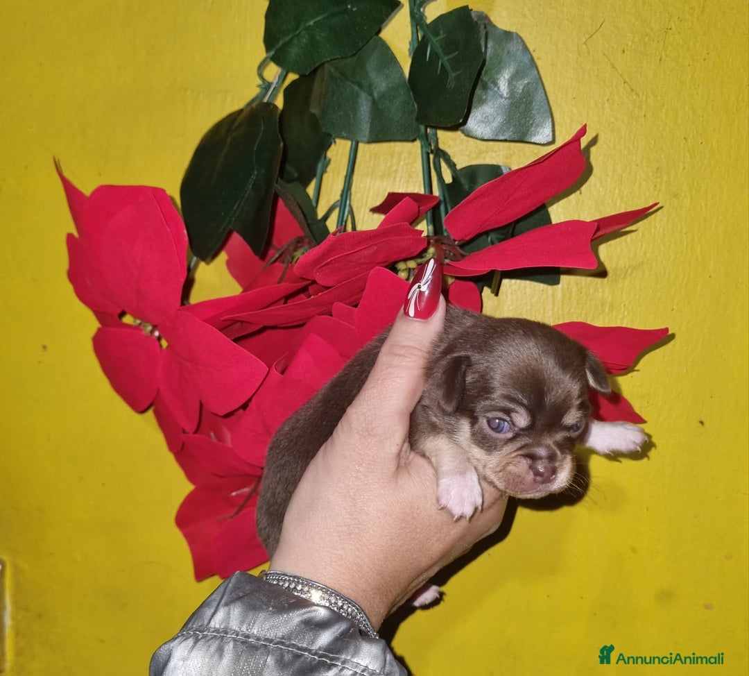 Chihuahua cani in vendita: Cuccioli di chiuhauha toy puri  - Annuncio 2