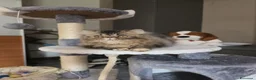 Persiano gatti in vendita: Gatti persiani  - Annuncio 4