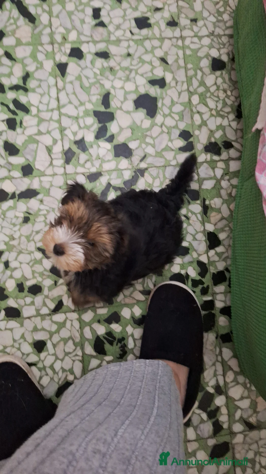 Yorkshire cani in vendita: Yorkshire maschio  - Annuncio 3