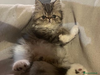 Persiano gatti Meraviglioso gattino Persiano in cerca di casa ✨ - Annuncio 17