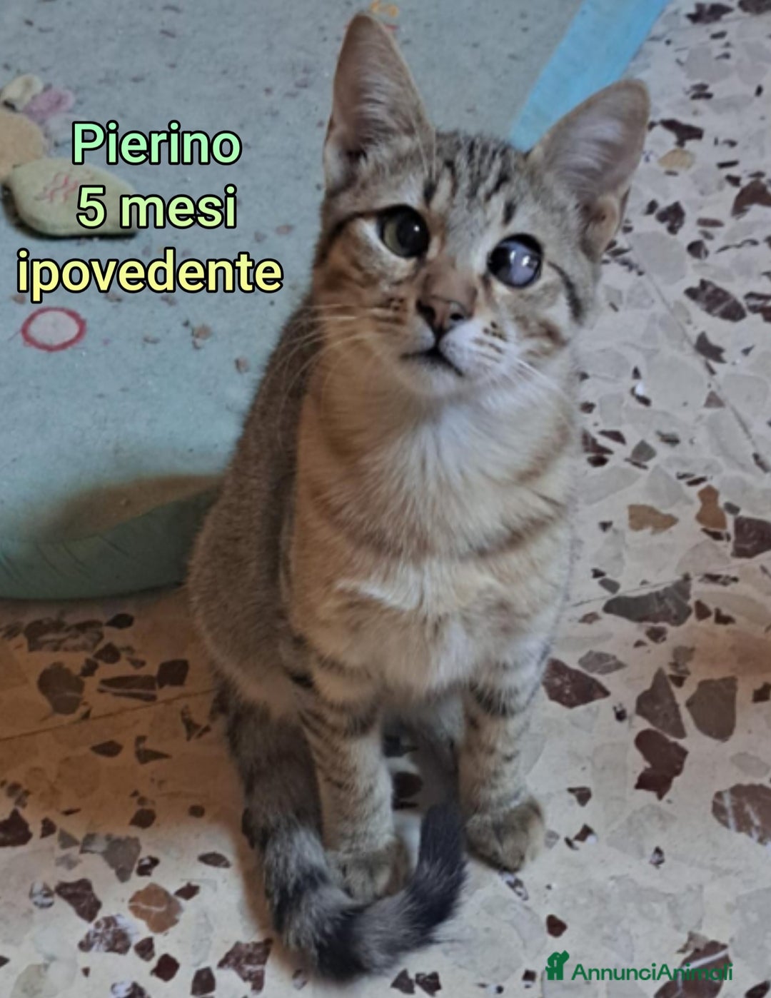 Europeo gatti in regalo: GATTINI ADORABILI IN CERCA DI CASA  - Annuncio 13