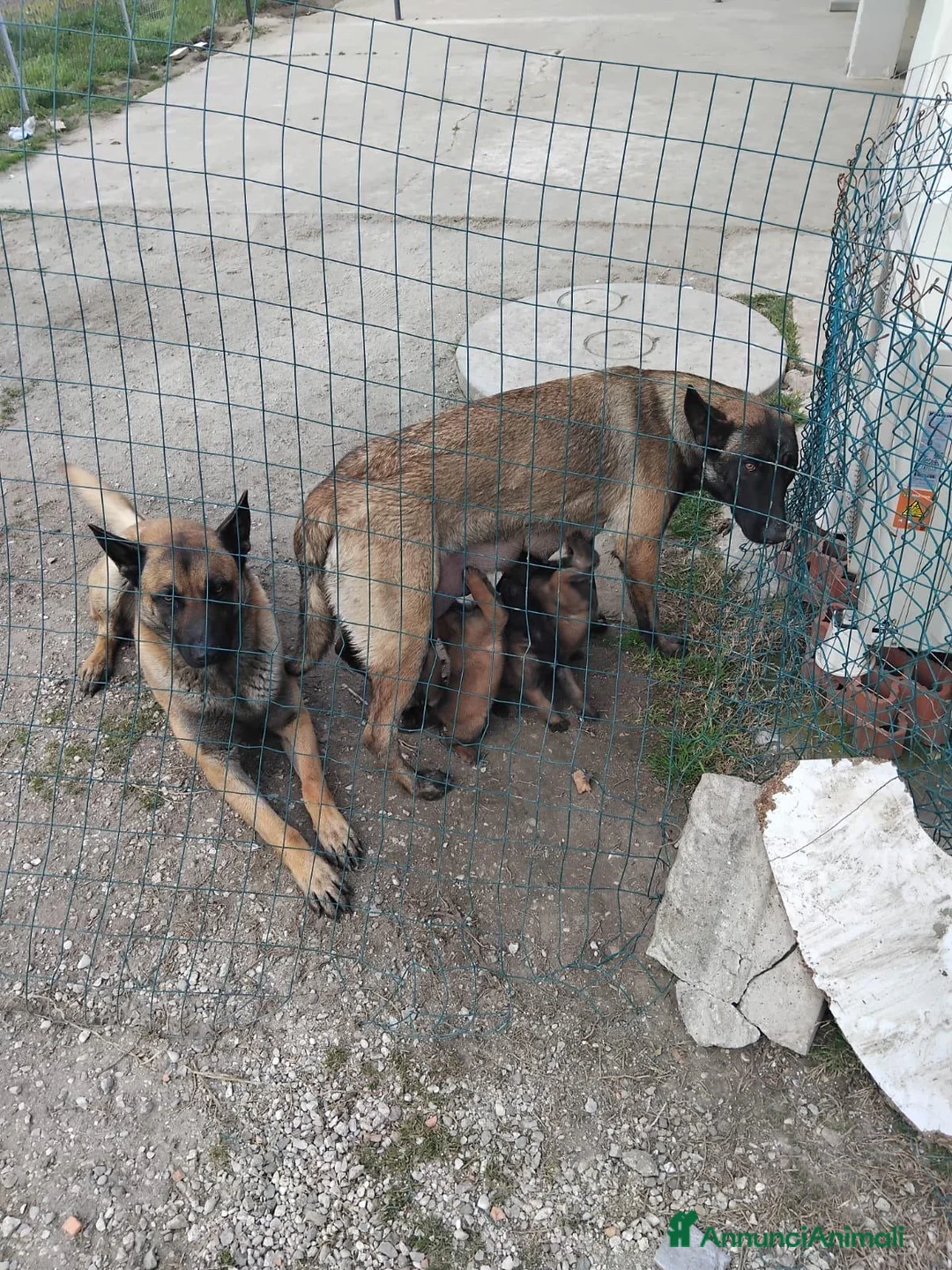 Pastore Belga cani in vendita: Cuccioli di pastore belga Malinois a Città Metropolitana di Bologna - Annuncio 7