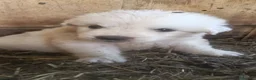 Pastore Abbruzzese Maremmano cani in vendita: Cuccioli di pastore maremmano abruzzese  - Annuncio 1