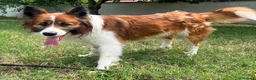 Meticcio cani in regalo: CHARLIE BORDER COLLIE - Annuncio 7