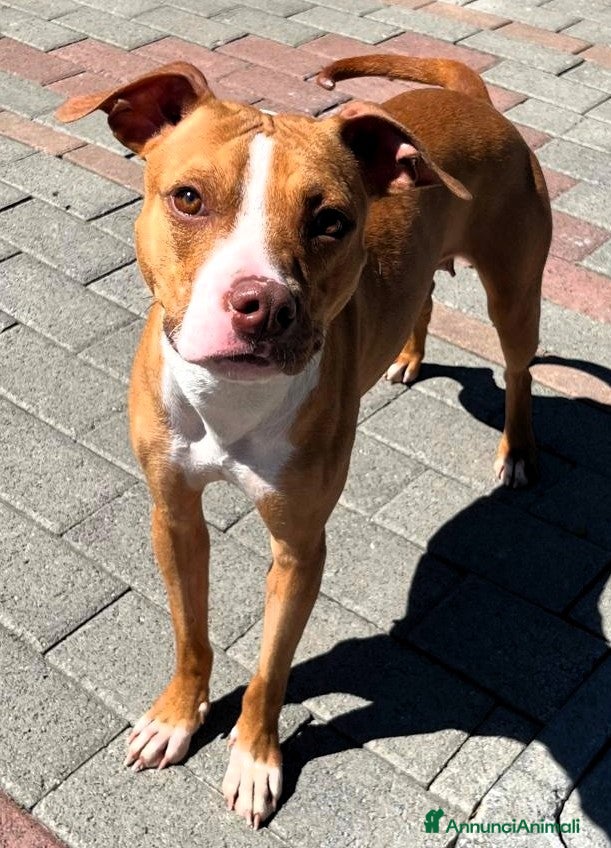 Meticcio cani ANDROMACA MAMMINA PIT - Annuncio 1