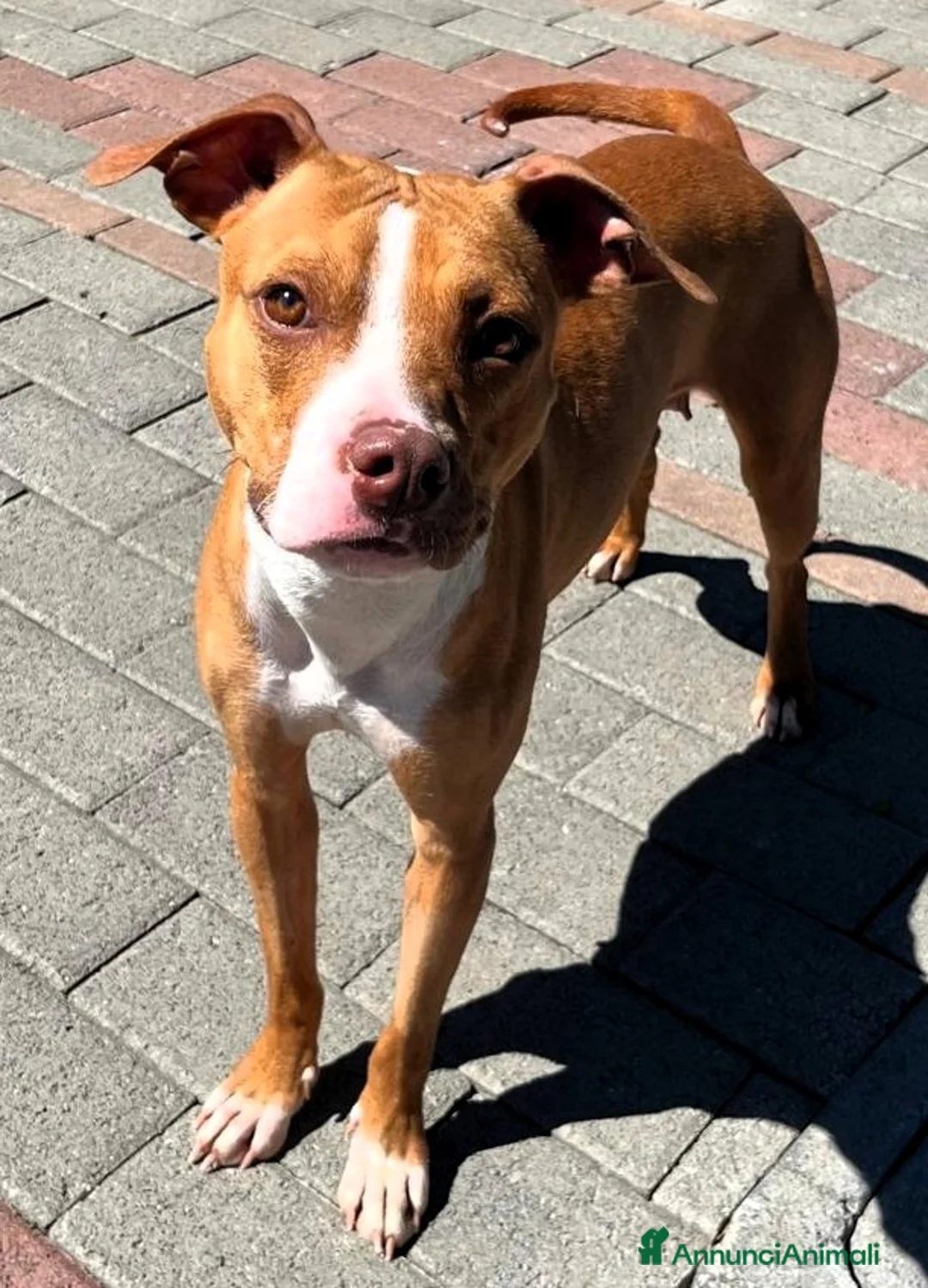Meticcio cani in regalo: ANDROMACA MAMMINA PIT - Annuncio 1