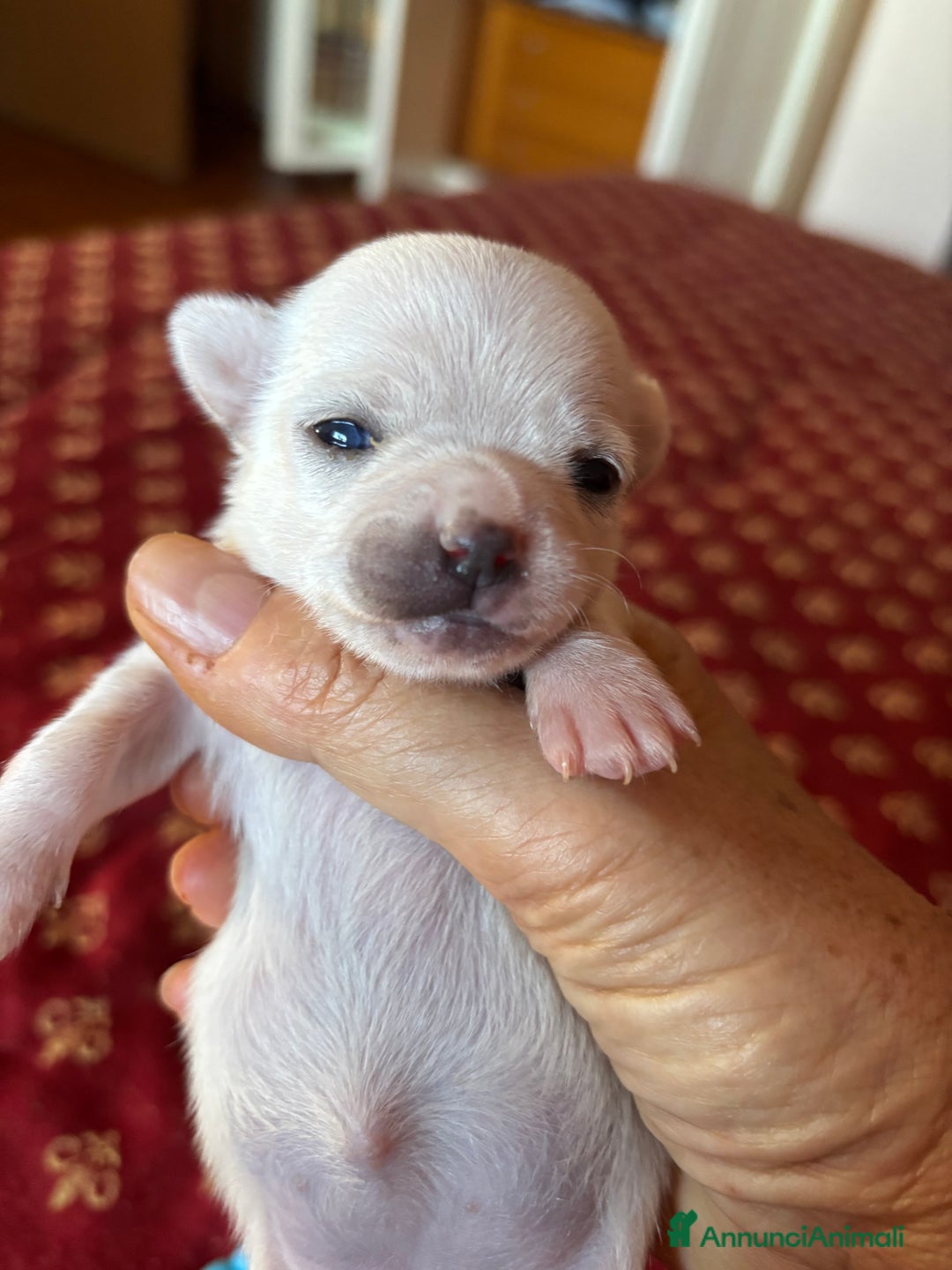 Chihuahua cani in vendita: Cuccioli Chihuahua con pedigree  - Annuncio 8