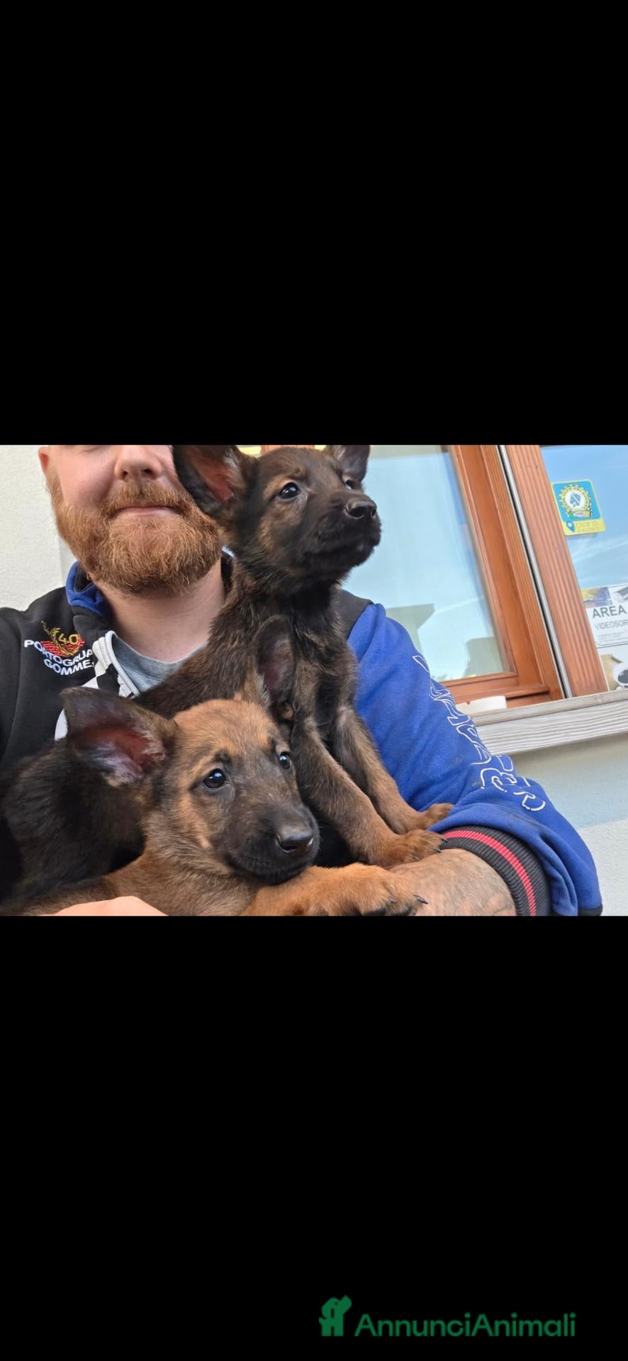 Meticcio cani in vendita: Pastore tedesco/pastore belga mix - Annuncio 16
