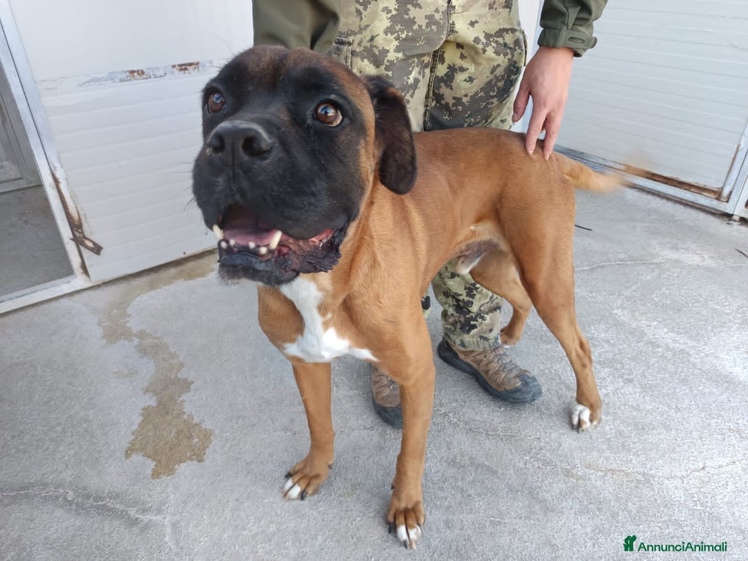 Altre razze cani in regalo: ECTOR - Annuncio 2