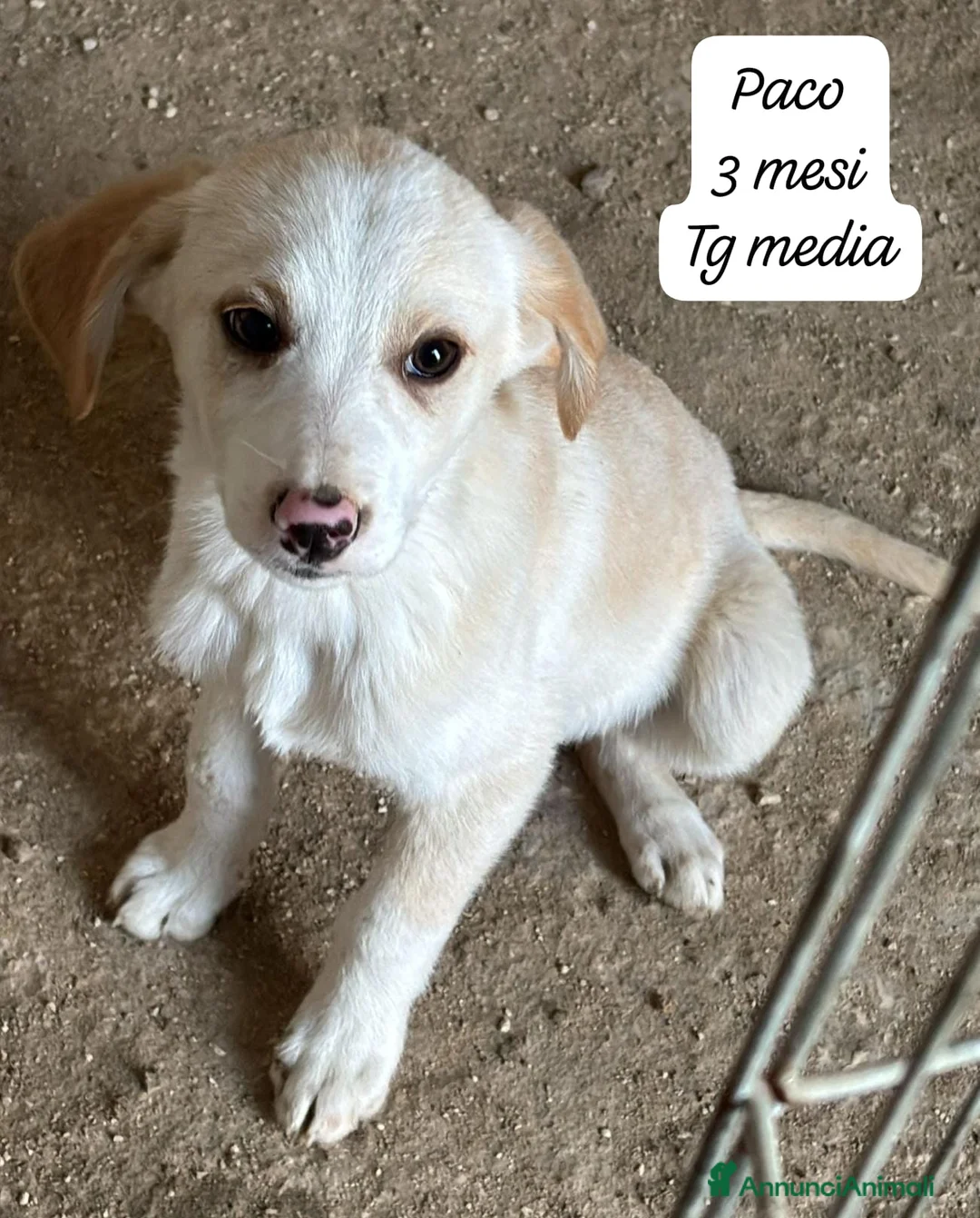 Meticcio cani in regalo: Cuccioli, non hanno chiesto di nascere! - Annuncio 5