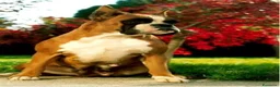 Boxer cani in vendita: BOXER CUCCIOLI VENDO-CUCCIOLI BOXER - Annuncio 16