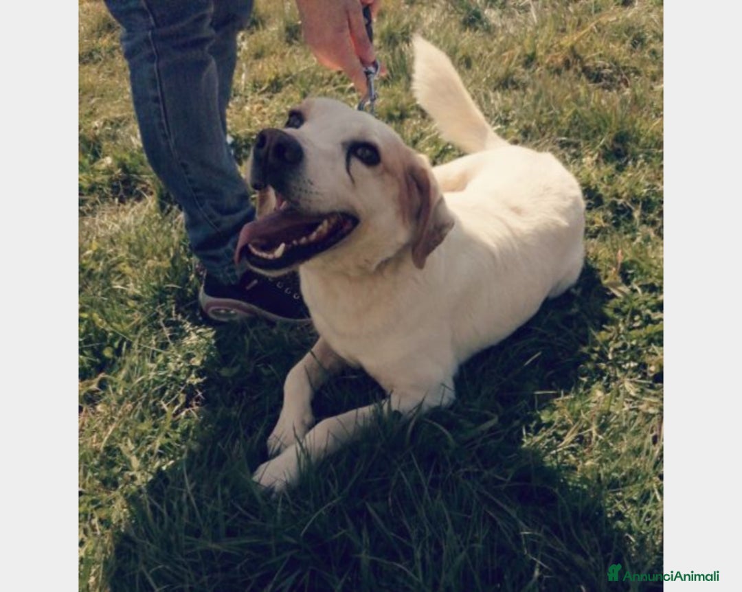 Meticcio cani in regalo: LALO, argento vivo misto a dolcezza  a Latina - Annuncio 3