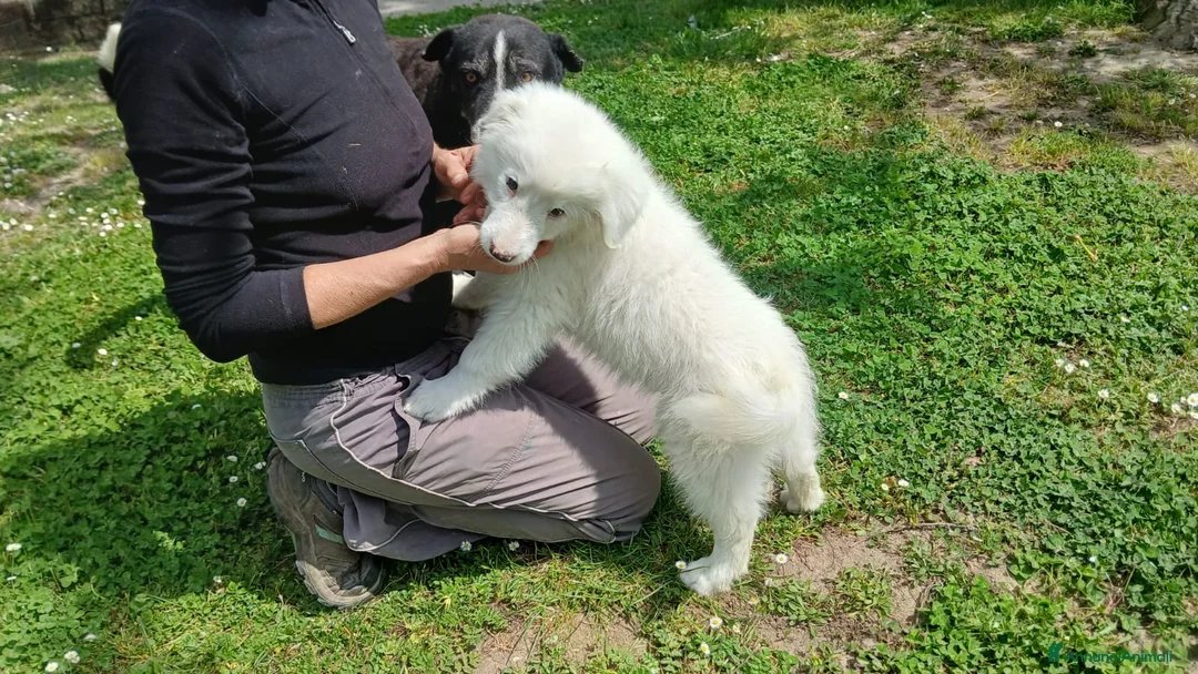 Meticcio cani in regalo: TUNDRA SPLENDIDA CUCCIOLA CERCA AMORE - Annuncio 4