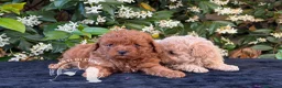 Barboncino Toy cani in vendita: Barboncino Toy Allevamento Professionale - Annuncio 1
