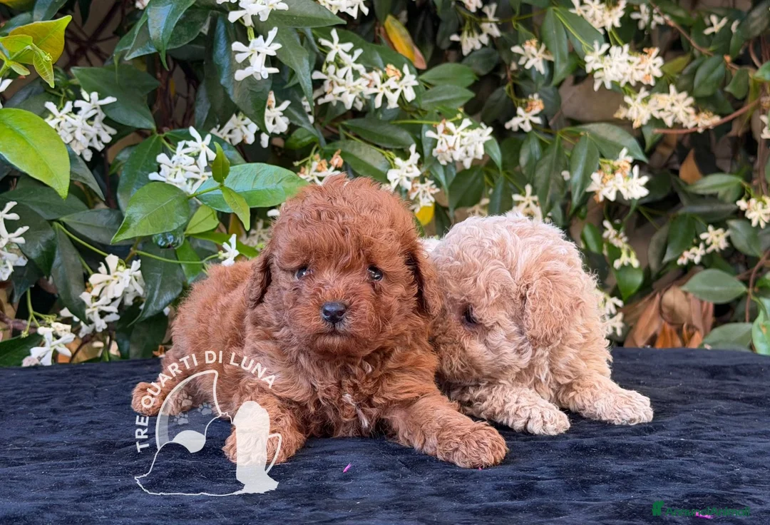 Barboncino Toy cani in vendita: Barboncino Toy Allevamento Professionale - Annuncio 1