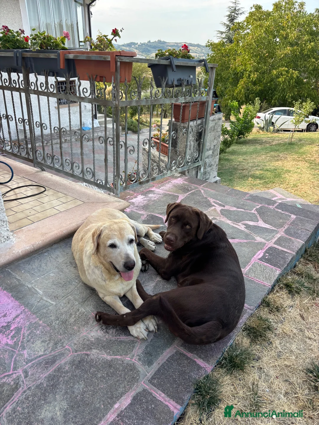 Labrador cani in vendita: Vendita cuccioli neri di labrador a Provincia di Rimini - Annuncio 1